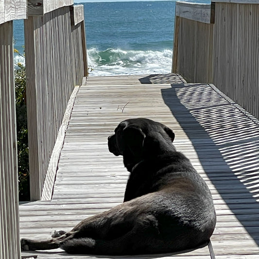The Healing Power of Fur and Paws: Why Your Dog (or Cat) Might Be the Best Therapist
